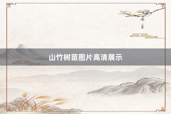 山竹树苗图片高清展示